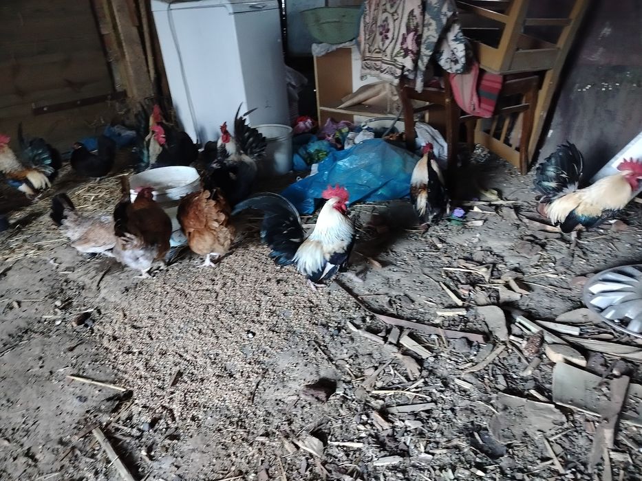 Sprzedam dwuletnie kogutki chabo