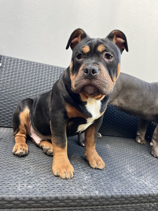 Piesek rasy  American Bully