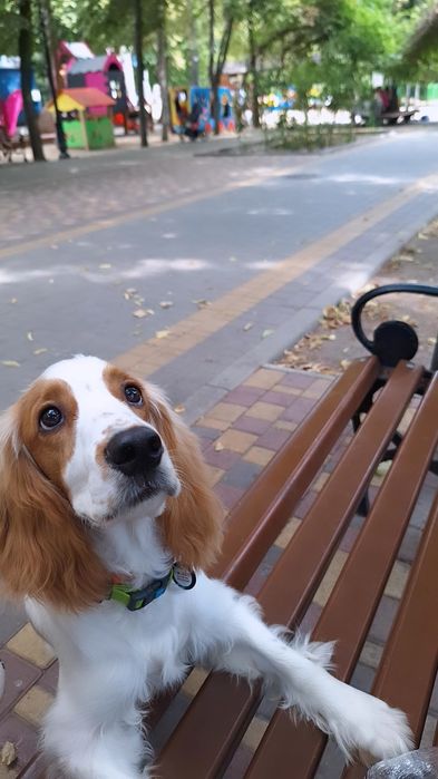 Вязка Кокер-спаниель английский