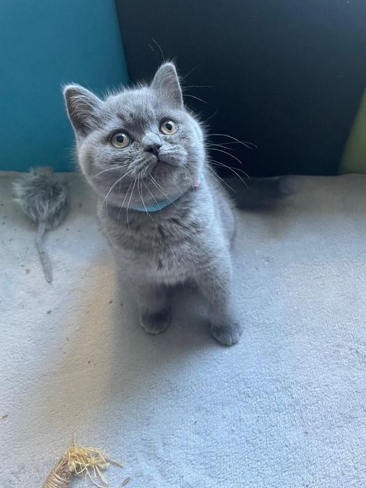 Zarezerwowana Kotka Szkocka prostoucha