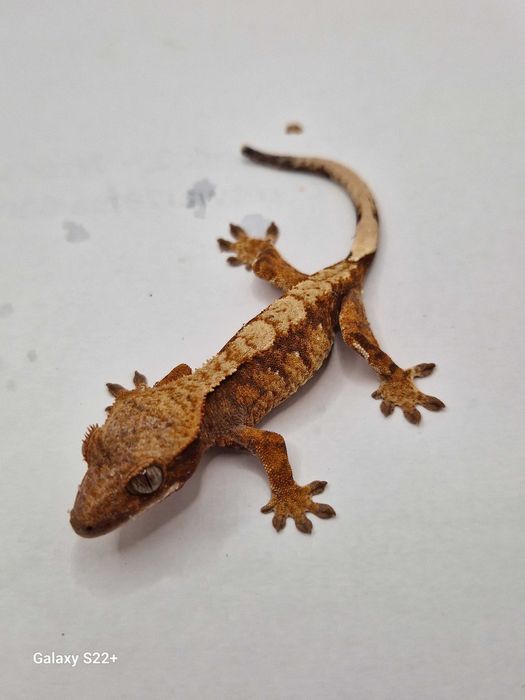 Gekon Orzesiony dorosle i mlode