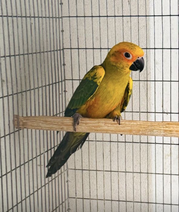 Femea aratinga Sol