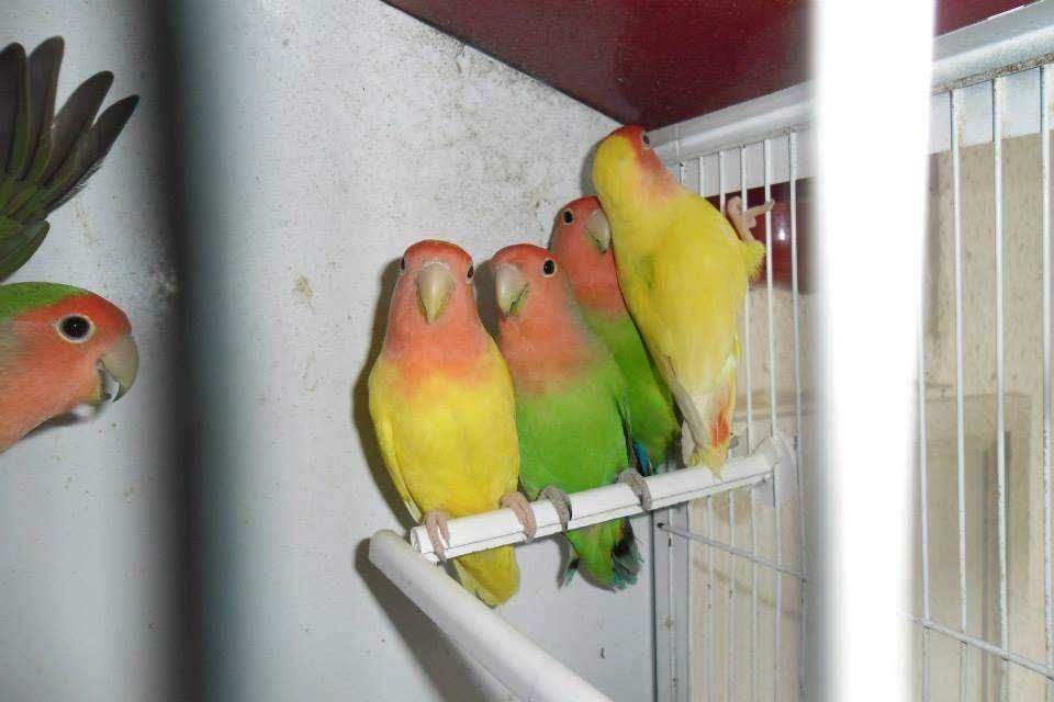 Roseicollis / Agapornis +Gaiola Nova