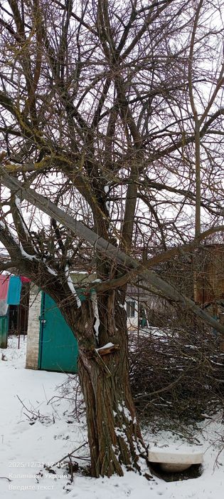 Отдам бесплатно.