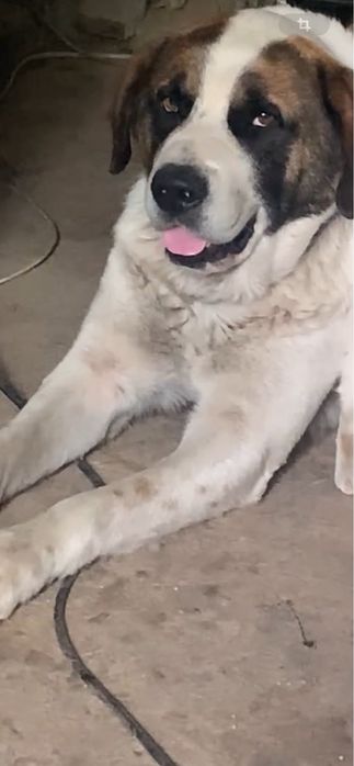 Приму в дар любые крупы для крупной собаки !