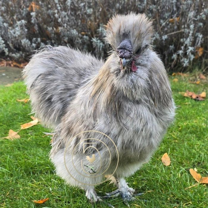 Reserva Elite: Sedosa do Japão SPLASH Genética Finca Casarejo