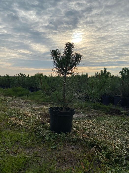 czarna sosna, jałowiec blue arrow, tuja brabant,