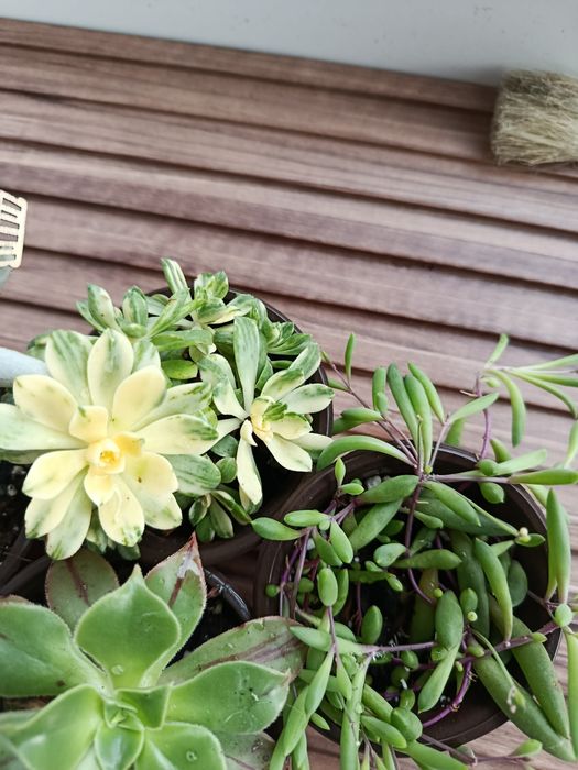 Conjunto de suculentas