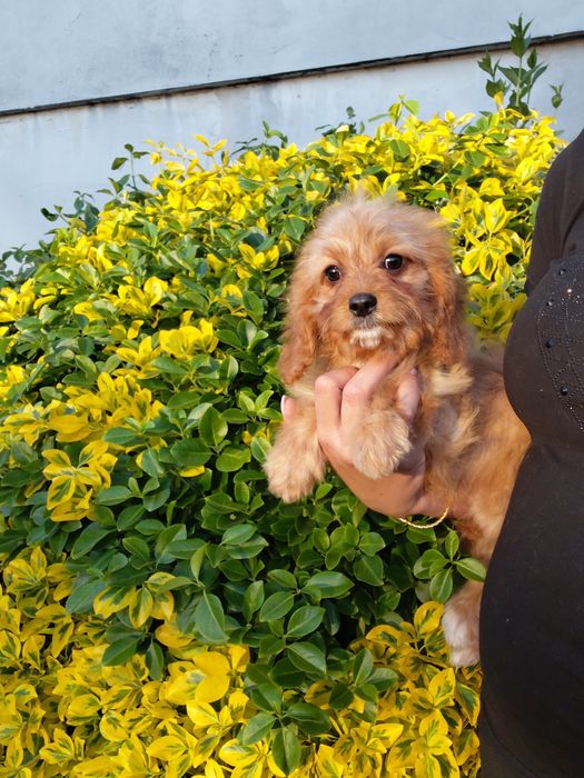 Sunia cavapoo  11tyg