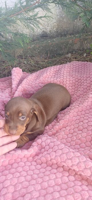 Teckel miniatura macho chocolate