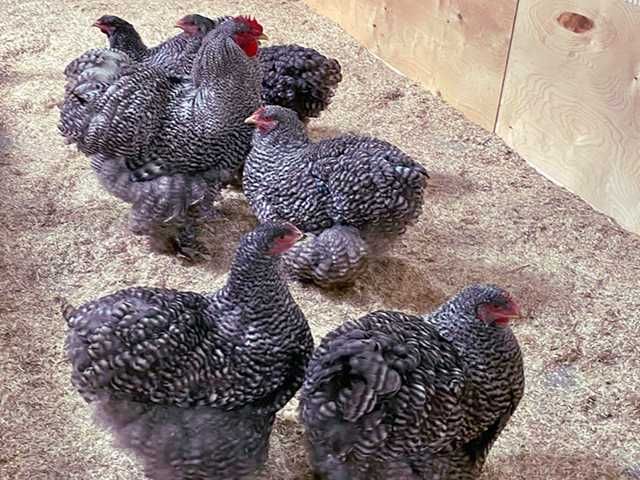 Яйце на інкубацію. Курчат. Кохінхін - срібло, куріпчаста, смугаста.