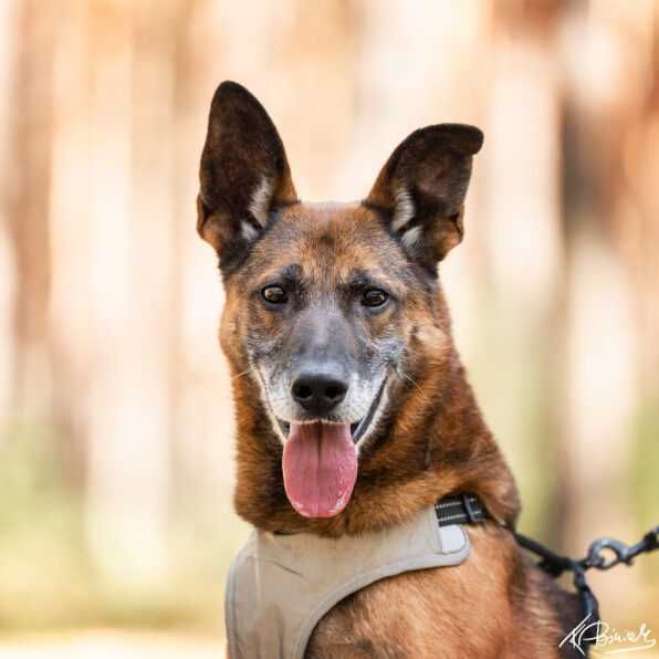 Cudowny Ninja czeka na dom