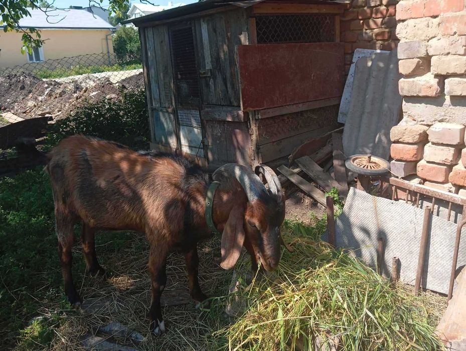 Продам цапа англонубієць