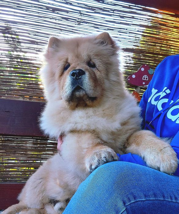 Piękny chłopczyk chow-chow FCI