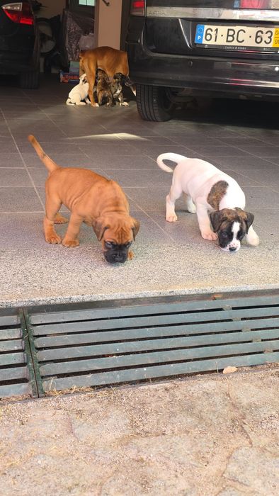 Boxer bebés vários