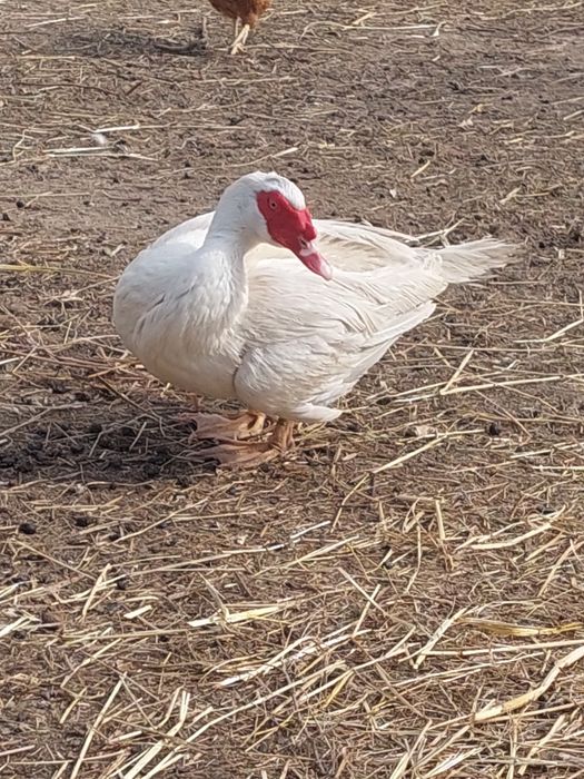 Patos mudos nascidos em 2025.