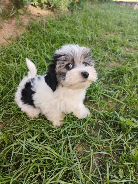 Pieski Yorkshire terrier