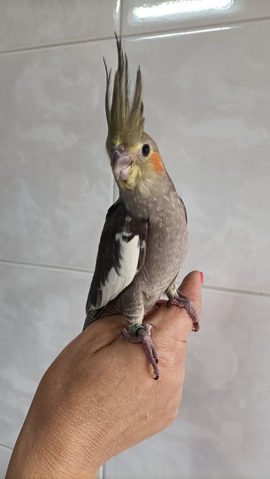 Caturras criadas à mão