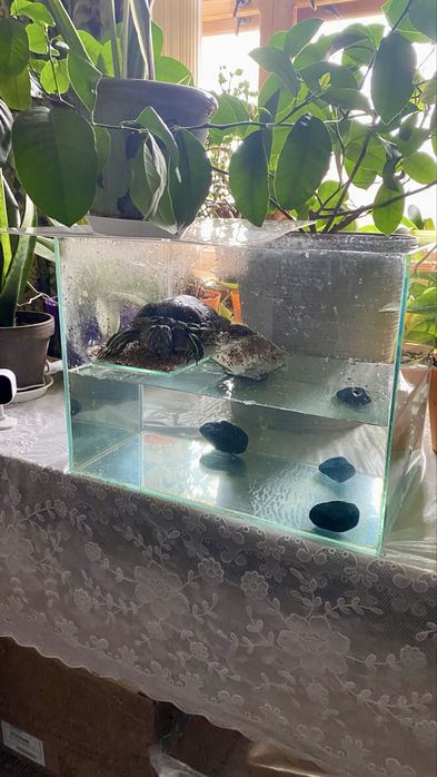 Продам акваріум для черепах