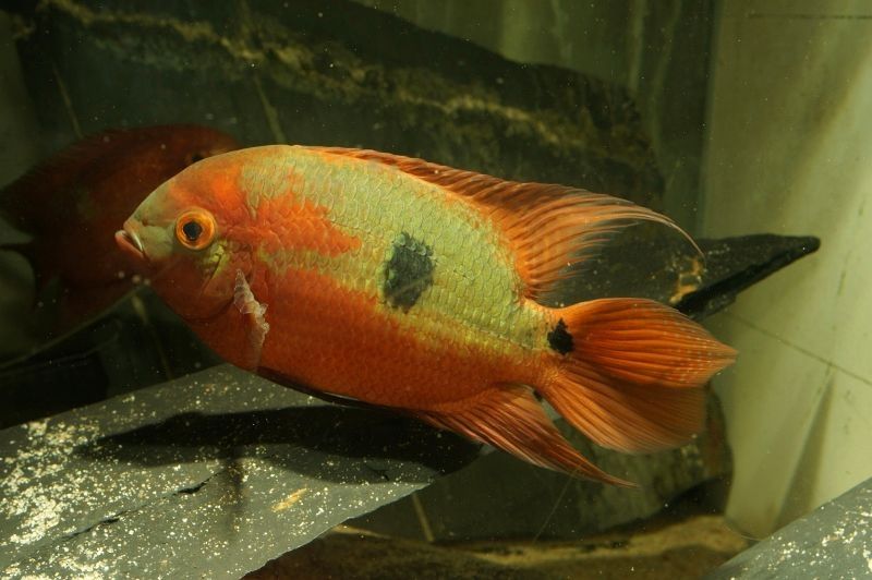 Pielęgnica Szmaragdowa H. Temporalis