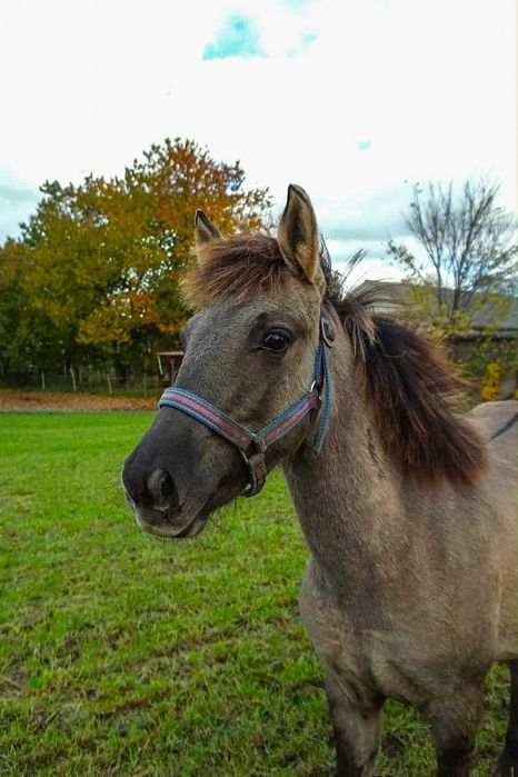 Konik polski zrebak