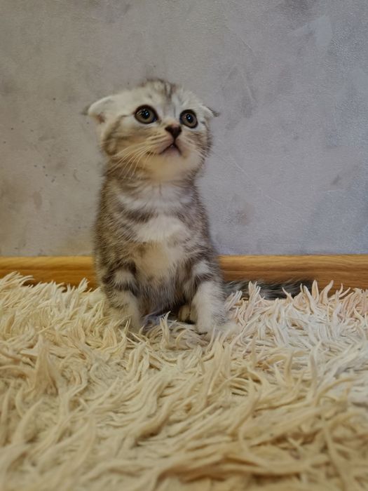Шотладська мармурова дівчинка скотіш-фолд