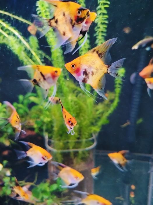 Skalary Koi/Red Devil