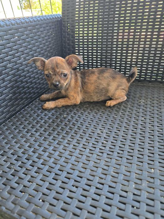 Pinscher Miniatura Macho