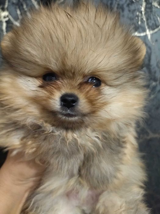 Szpic miniaturowy pomeranian piesek