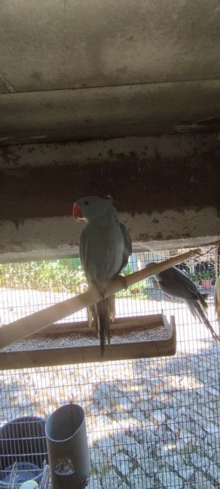 Casal ring neck 2024