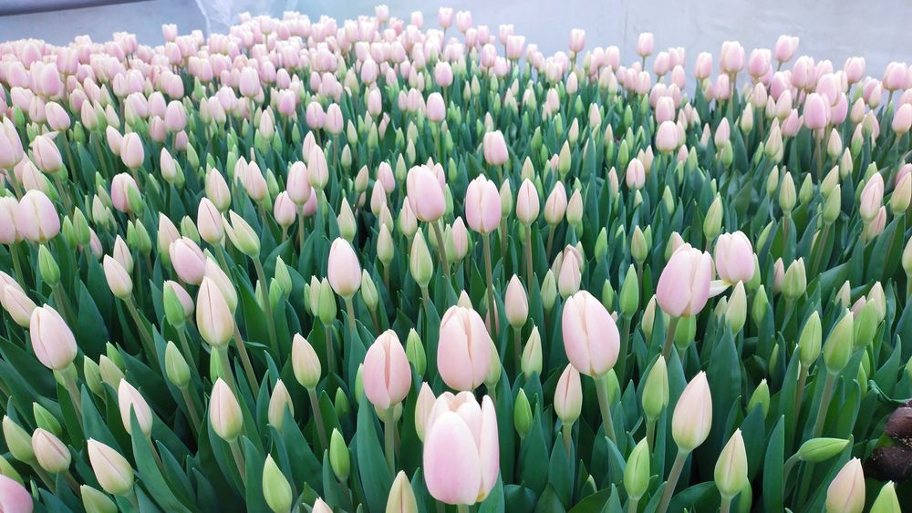 Цибулини тюльпанів після вигонки