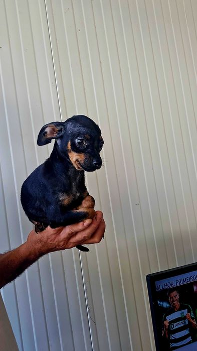 Pinscher Miniatura macho Preto Afogueado