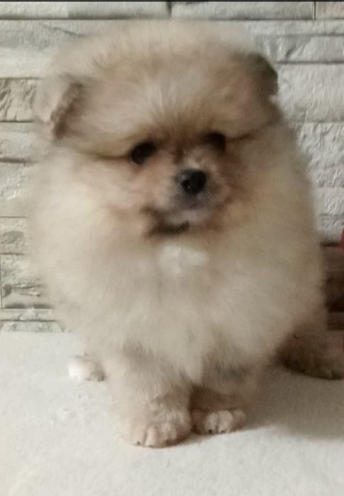 Дуже милі ведмежата