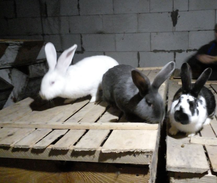 Продаю самці різної породи