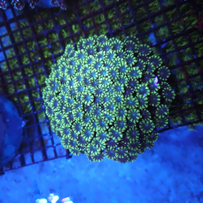 Alveopora sp. Akwarystyka morska