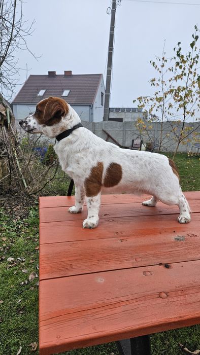 Jack russell terrier pies