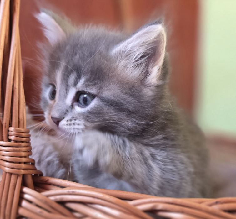 Kotka Maine Coon
