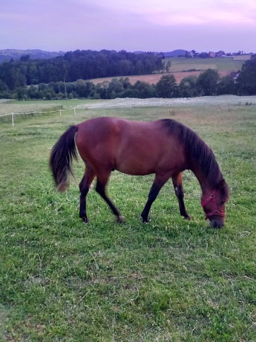 Wałach huculski, 1,5 roczny  Hucuł