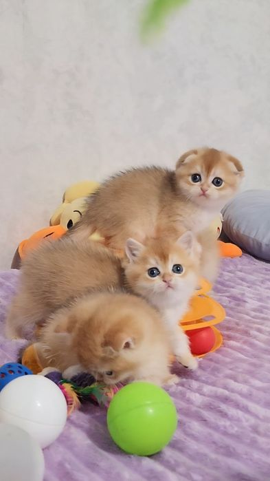 Шотландське кошеня золота шиншила