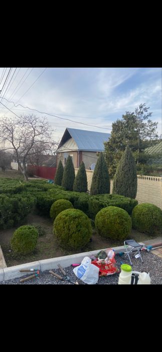 Работы в саду,обрезка деревьев винограроз,стрижка хвойных и их лечение