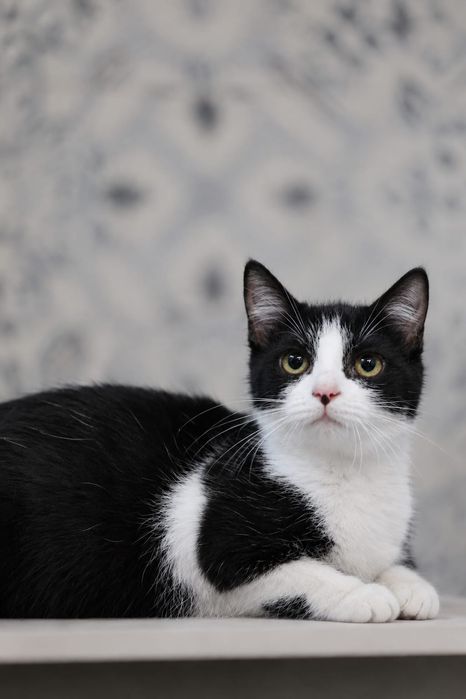 Kociaki do adopcji dom niewychodzący