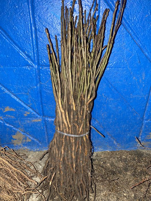 Алича ,дичка груші,антипка ,жардель,айва ва29