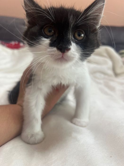 Віддам безкоштовно кошеня