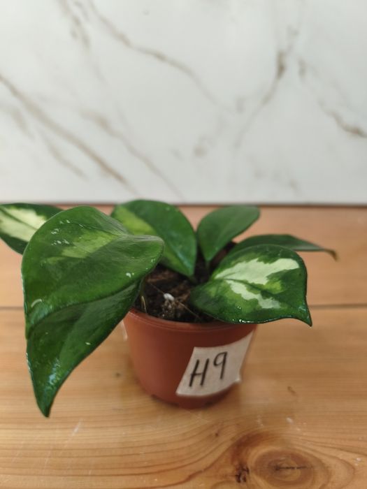 Hoyas ( flor de cera)
