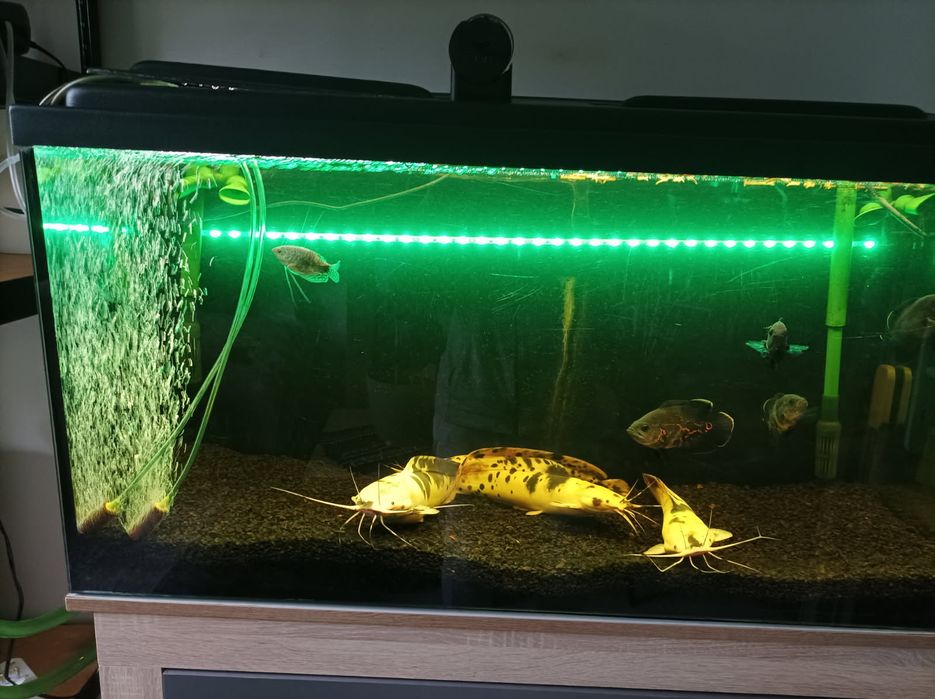 Akwarium Filtry Osprzęt Zestaw