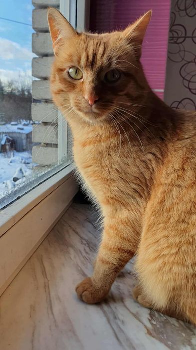 Cudny rudzielec już teraz może dołączyć do Waszej rodziny