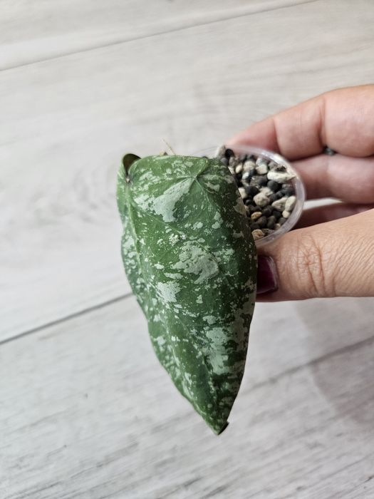 Hoya cinnamonifolia × imbricata