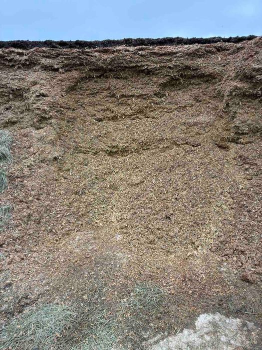 Силос кукурудзяний (продаж)