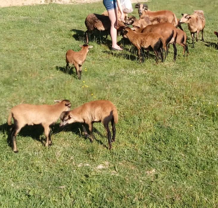 Owce tryki kamerunskie