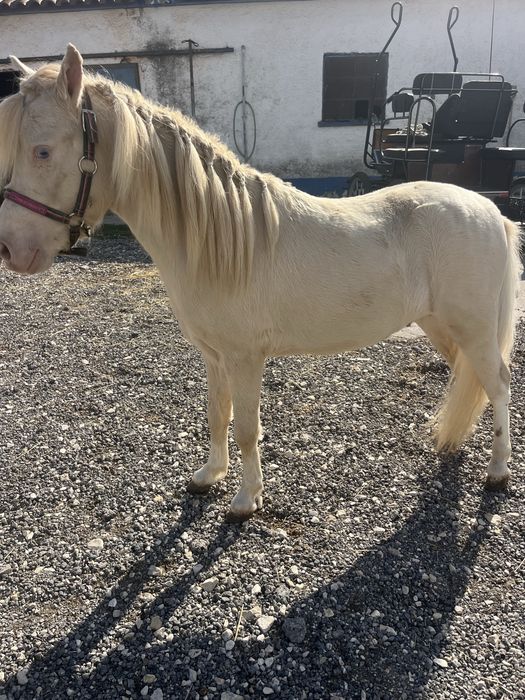 Ponei mini cavalinho fallabela